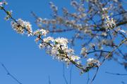 ../galleries/2019.03.29_Spaziergang_Weende/DSC_0981.thumbnail.jpg