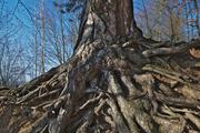 ../galleries/2019.03.29_Spaziergang_Weende/DSC_0982.thumbnail.jpg