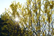../galleries/2019.03.29_Spaziergang_Weende/DSC_0985.thumbnail.jpg