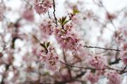 ../galleries/2019.04.03_Kirschblüte_am_Z-Campus/DSC_1078.thumbnail.jpg