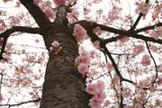 ../galleries/2019.04.03_Kirschblüte_am_Z-Campus/DSC_1083.thumbnail.jpg