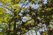 ../galleries/2019.05.01_Harzwanderung_von_Scharzfeld/DSC_1204.thumbnail.jpg