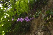 ../galleries/2019.07.11_Wandern_in_Biel_-_Tag_2/DSC_1564.thumbnail.jpg