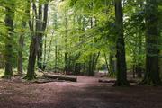 ../galleries/2019.08.04_Urwald_Sababurg/DSC_1826.thumbnail.jpg