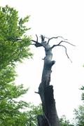 ../galleries/2019.08.04_Urwald_Sababurg/DSC_1831.thumbnail.jpg