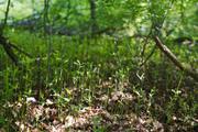 ../galleries/2019.08.04_Urwald_Sababurg/DSC_1839.thumbnail.jpg