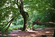 ../galleries/2019.08.04_Urwald_Sababurg/DSC_1840.thumbnail.jpg