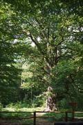 ../galleries/2019.08.04_Urwald_Sababurg/DSC_1846.thumbnail.jpg