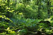 ../galleries/2019.08.04_Urwald_Sababurg/DSC_1848.thumbnail.jpg