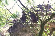 ../galleries/2019.08.04_Urwald_Sababurg/DSC_1858.thumbnail.jpg