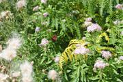 ../galleries/2019.08.04_Urwald_Sababurg/DSC_1893.thumbnail.jpg