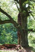 ../galleries/2019.08.04_Urwald_Sababurg/DSC_1900.thumbnail.jpg