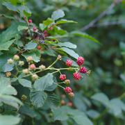 ../galleries/2019.08.04_Urwald_Sababurg/DSC_1904.thumbnail.jpg
