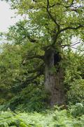 ../galleries/2019.08.04_Urwald_Sababurg/DSC_1905.thumbnail.jpg