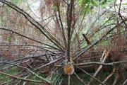 ../galleries/2019.08.04_Urwald_Sababurg/DSC_1907.thumbnail.jpg