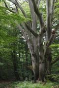 ../galleries/2019.08.04_Urwald_Sababurg/DSC_1908.thumbnail.jpg
