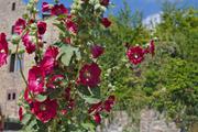 ../galleries/2019.08.04_Urwald_Sababurg/DSC_1915.thumbnail.jpg