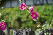 ../galleries/2019.08.04_Urwald_Sababurg/DSC_1916.thumbnail.jpg