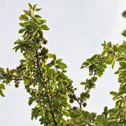 ../galleries/2019.08.05_Nikolausberg/DSC_1934.thumbnail.jpg