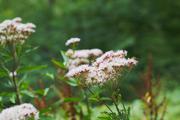 ../galleries/2019.08.10_Wanderung_an_der_Odertalsperre_Harz/DSC_1974.thumbnail.jpg