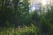 ../galleries/2019.08.10_Wanderung_an_der_Odertalsperre_Harz/DSC_2010.thumbnail.jpg
