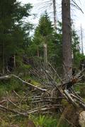 ../galleries/2019.08.17_Wanderung_St._Andreasberg_Harz/DSC_2035.thumbnail.jpg