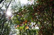 ../galleries/2019.08.29_Müritz_-_Tag_7/DSC_4240.thumbnail.jpg