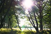 ../galleries/2019.08.29_Müritz_-_Tag_7/DSC_4346.thumbnail.jpg