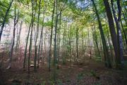 ../galleries/2019.10.13_Herberhausen/DSC_2428.thumbnail.jpg