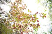 ../galleries/2019.11.03_Weender_Wald/DSC_2751.thumbnail.jpg