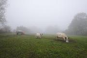 ../galleries/2019.11.10_Roronger_Berg_im_Nebel_mit_Annika/DSC_2835.thumbnail.jpg
