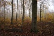 ../galleries/2019.11.10_Roronger_Berg_im_Nebel_mit_Annika/DSC_2855.thumbnail.jpg