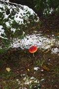 ../galleries/2019.11.16_Harz_Lonau/DSC_2909.thumbnail.jpg