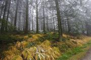 ../galleries/2019.11.16_Harz_Lonau/DSC_2913.thumbnail.jpg