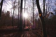 ../galleries/2019.12.15_Spaziergang_in_Weende/DSC_3418.thumbnail.jpg