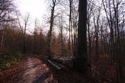 ../galleries/2019.12.15_Spaziergang_in_Weende/DSC_3419.thumbnail.jpg