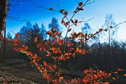 ../galleries/2019.12.29_Niedernhausen/DSC_3574.thumbnail.jpg