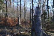../galleries/2019.12.29_Niedernhausen/DSC_3578.thumbnail.jpg
