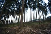 ../galleries/2019.12.29_Niedernhausen/DSC_3647.thumbnail.jpg