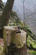../galleries/2020.01.03_Harzwochenend_Tag_2_-_Bodetal/DSC_3925.thumbnail.jpg