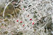 ../galleries/2020.01.25_Hoher_Hagen/DSC_4011.thumbnail.jpg