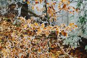 ../galleries/2020.01.25_Hoher_Hagen/DSC_4019.thumbnail.jpg