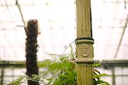 ../galleries/2020.02.02_Botanischer_Garten_mit_Christian/DSC_4050.thumbnail.jpg