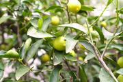 ../galleries/2020.02.02_Botanischer_Garten_mit_Christian/DSC_4082.thumbnail.jpg