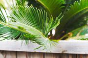 ../galleries/2020.02.02_Botanischer_Garten_mit_Christian/DSC_4085.thumbnail.jpg