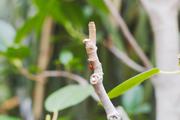 ../galleries/2020.02.02_Botanischer_Garten_mit_Christian/DSC_4094.thumbnail.jpg
