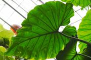 ../galleries/2020.02.02_Botanischer_Garten_mit_Christian/DSC_4097.thumbnail.jpg