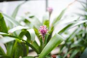 ../galleries/2020.02.02_Botanischer_Garten_mit_Christian/DSC_4122.thumbnail.jpg
