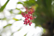 ../galleries/2020.02.02_Botanischer_Garten_mit_Christian/DSC_4123.thumbnail.jpg