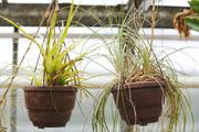 ../galleries/2020.02.02_Botanischer_Garten_mit_Christian/DSC_4133.thumbnail.jpg